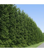 5-6 Ft tall potted Thuja Green Giant Tree, Thuja plicata x standishii - $465.02 CAD