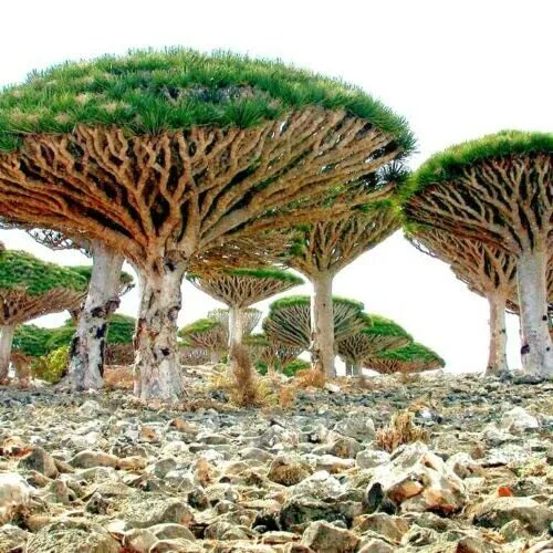 Fresh Dragon Tree Seeds To Grow 10 Seeds Dracaena Draco Seeds For Planting Exoti - £17.52 GBP