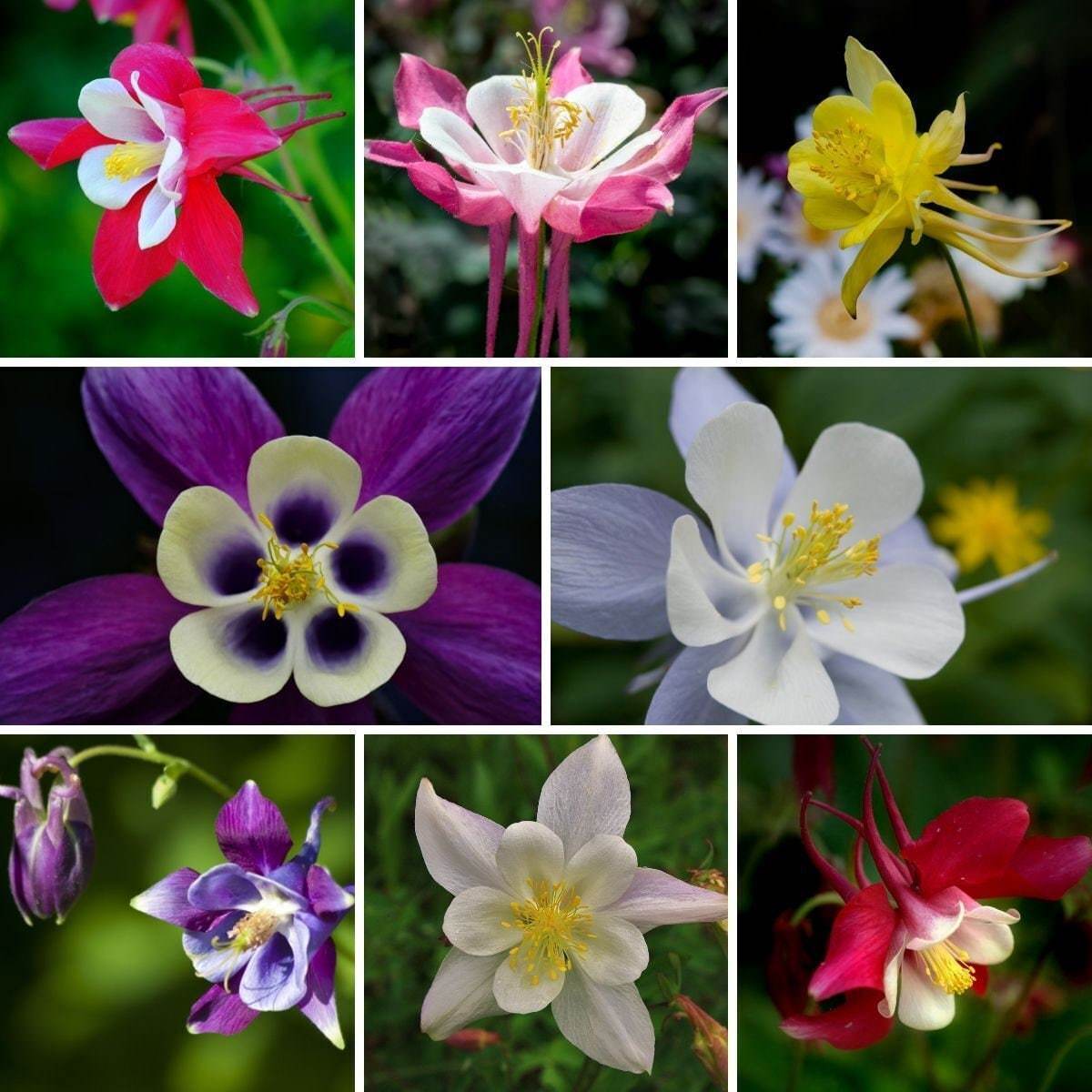 Aquilegia seeds - 60 seeds- code 023 Item image 5