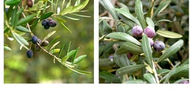 Olea europaea - Olive Tree - &#39;Arbequina&#39; - Home and Garden - £30.36 GBP