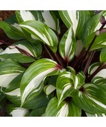 PSA Hosta Raspberry Sundae 3 Plant Roots Shade Garden Summer Flower Fast... - $1,219.88 MXN