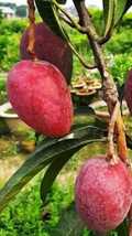 rare mango tree world most expansive plant japanese miyazaki mangoo live... - £19.98 GBP