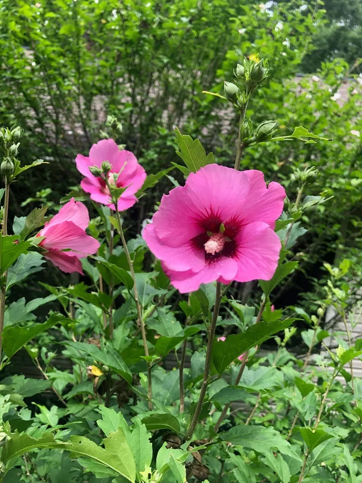 Rose Of Sharon Hibiscus Plant with Roots 8-12 in - $28.80