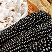 Dakota Black Popcorn Popping Purple Blue Ornamental Pop Corn Seeds - £4.44 GBP