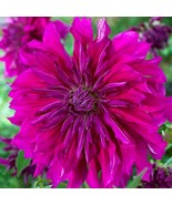 PSA Dahlia Purple Taiheijo 3 Plant Divisions Summer Flower Fast Growing - $52.50