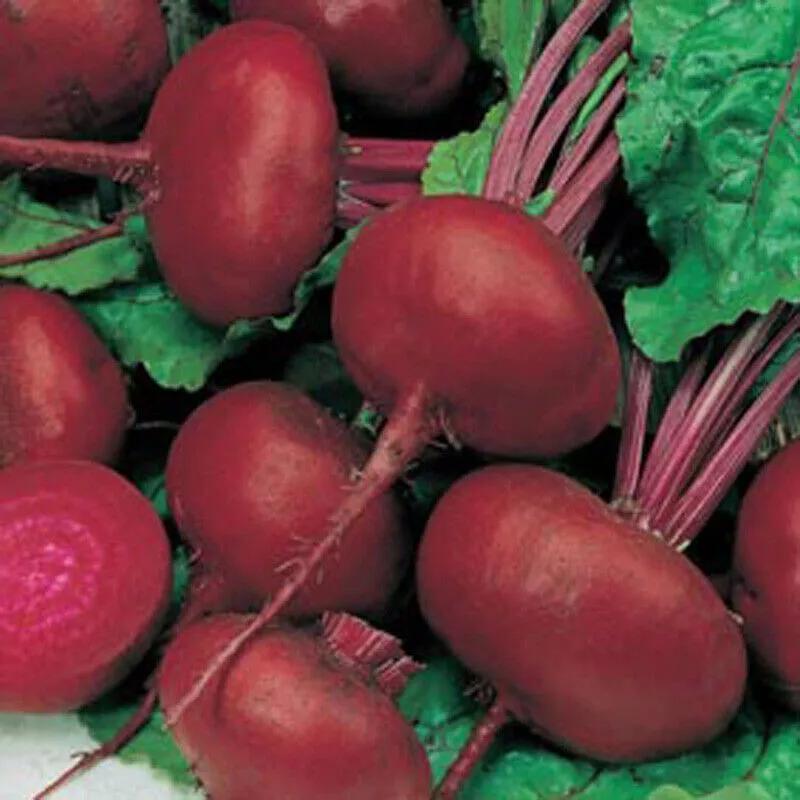 750 CROBSY EGYPTIAN BEET SEEDS FRESH FOR GARDENS US SELLER SHIPS QUICK - $8.34