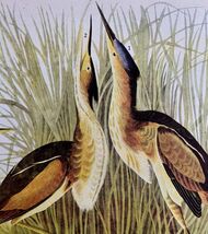 Least Bittern Bird 1946 Color Art Print John James Audubon Nature DWV2J - $13.50