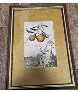 Altri Frutti Della Buzzaria Framed Print Behind Glass, Frame Is 21&quot; x 14... - $727.47 MXN