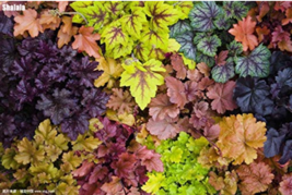 200 pcs/Bag Colorful Heuchera Potted Coral Bell Flower Plants DIY Beautiful Gree - £4.75 GBP