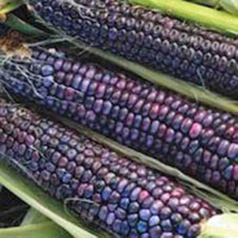 Amish Purple Popcorn Seeds (50) / ORGANIC / DELICIOUS / SUPER RARE - $8.61