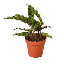 Calathea Lancifolia 'Rattlesnake'-6" Pot - $1,104.38 MXN