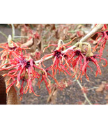 10 Carmine Red Witch Hazel Seeds Hamamelis X Intermedia Fresh Seeds - $18.72 CAD