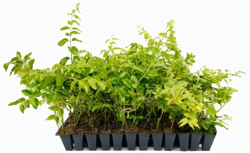 Downy Jasmine Live Plants Jasminum Multiflorum Blooming Shrub - £33.87 GBP