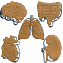 Anatomical cookie cutters | Kidney Heart Lungs Brain Intestines | halloween - £3.92 GBP+