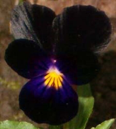 Primary image for New! 35+ Velvety Black Viola Flower Seeds / Shade Loving Perennial