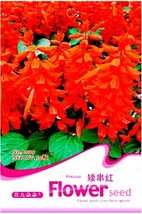 Scarlet Sage Short Red Salvia Flower Seeds Pack 30 Seeds Salvia Splendens Hummin - $11.71