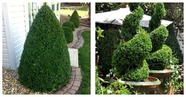 Live Potted Plant - Green Mountain Boxwood Shrub/Bush - 6-12&quot; Tall - Qua... - $92.99