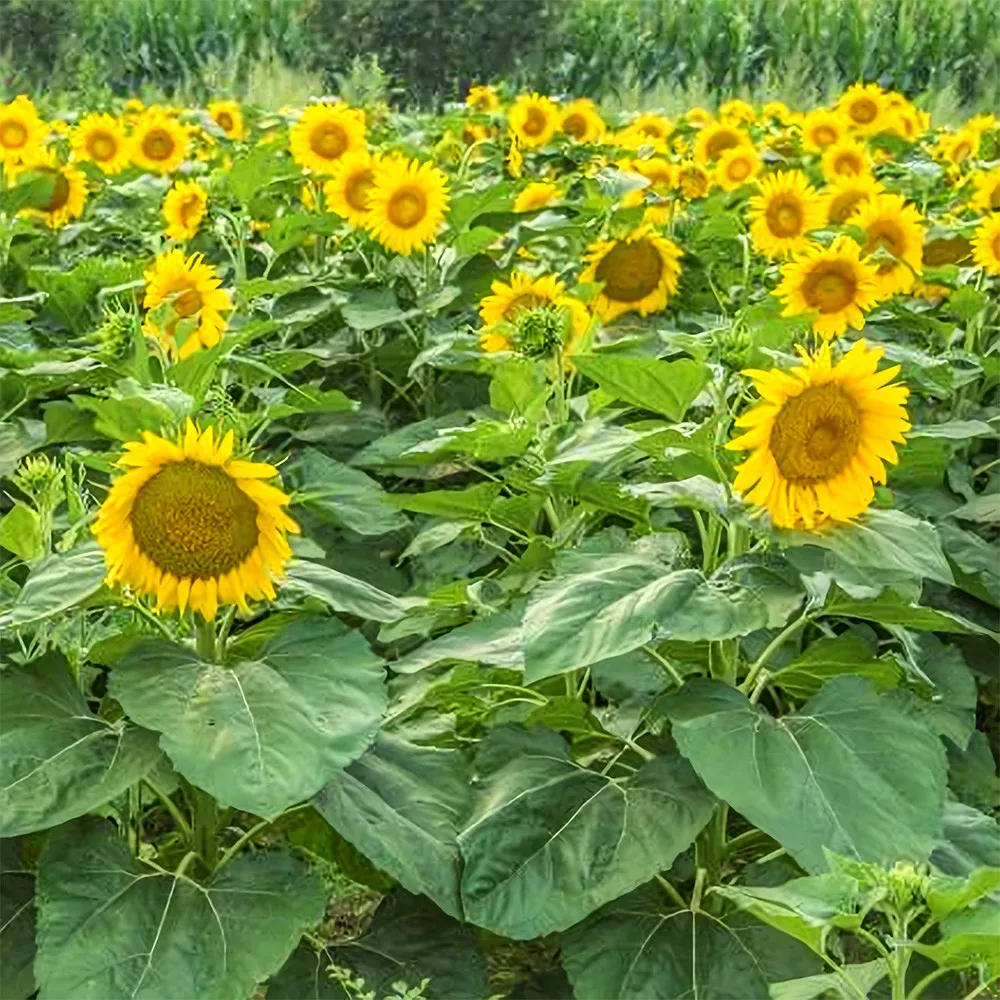 Sunflower F1 Seeds (35cm Tall) (50 - 500) seeds  Ideal for compact spaces - $13.99 - $28.99