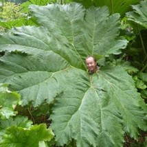 New Fresh Seeds 7 Gunnera Manicata Plant Seeds - $11.98