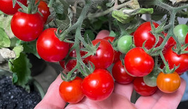 Item image 1 image 1