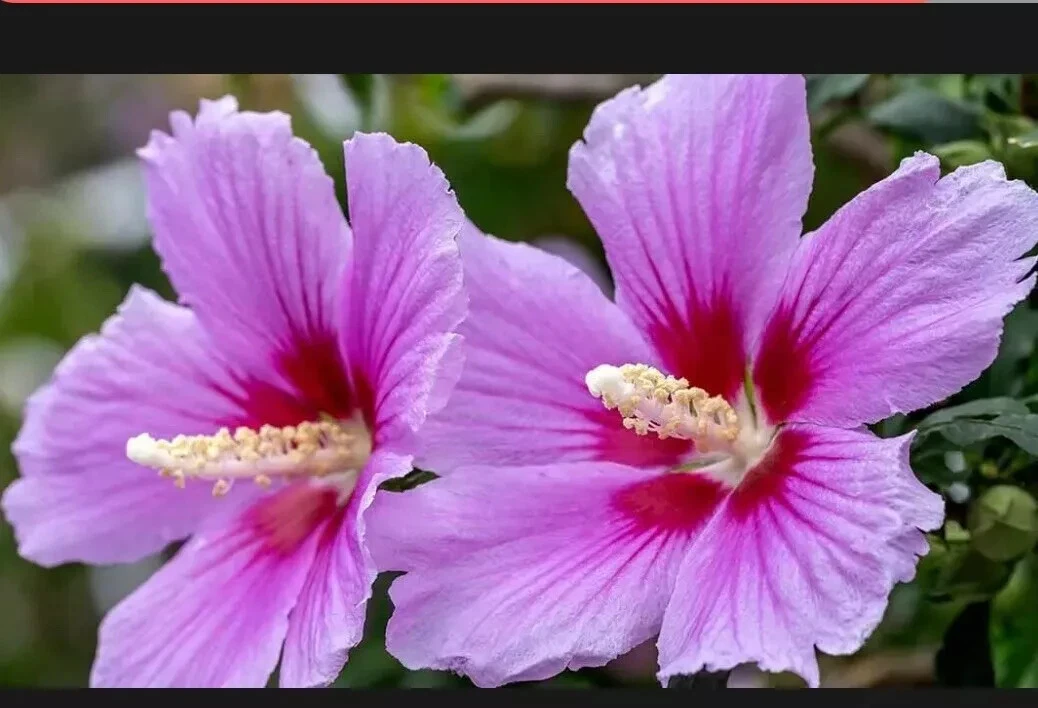 20 Hibiscus Seeds Althea Rose of Sharon (Hibiscus syriacus) - $5.59