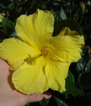 1 Pc Hibiscus Flower, Fort Myers Yellow Hibiscus Starter Live Plant 3&quot; Tall - RK - £14.77 GBP