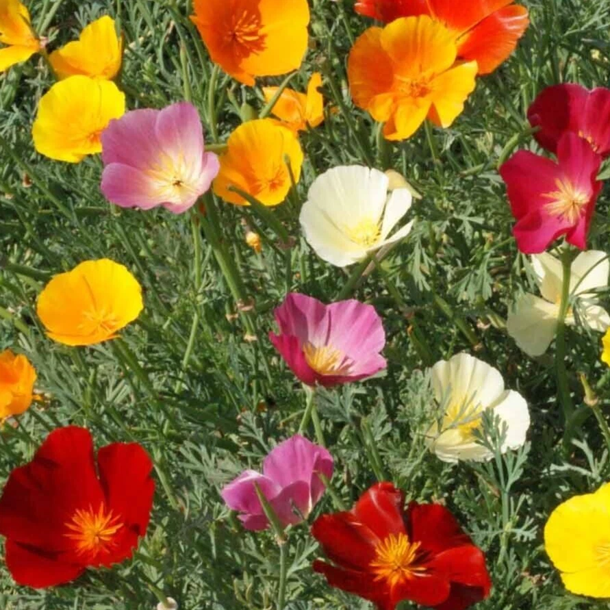 CALIFORNIA POPPY SEEDS MIX 600+ ANNUAL flower GARDEN purple ORANGE white... - $7.68