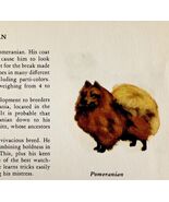 Pomeranian 1939 Toy Dog Breed Art Ole Larsen Color Plate Print Antique P... - $42.03 CAD