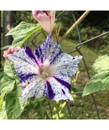 Kikyo Blue Speckled Japanese Morning Glory Ipomoea Nil 6 Seeds Variegate... - $230.13 MXN