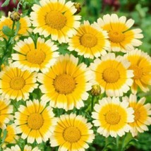 Seeds 200 Garland Daisy Flower Chrysanthemum Annual Yellow White - £8.17 GBP