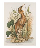 &quot;Spangled Bittern&quot; by Jerome Trolliet Lithograph on Paper Penn Prints 19... - $276.55 CAD