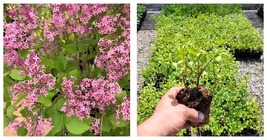 NEW! ( 1 ) - Red Pixie Lilac ( syringa ) - Starter Plant ( 7m ) ( 1 plant ) - $37.99