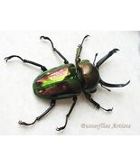 Phalacrognathus Muelleri VERY RARE Rainbow Stag Beetle Framed Entomology... - $4,109.08 MXN