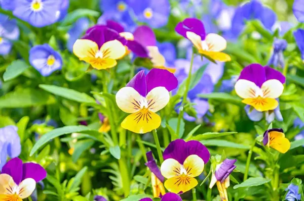 Fresh Johnny Jump Up Pansy Seeds - 1000+ Seeds - Beautiful Perennial Flo... - $16.58