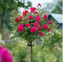  SEED Rose Tree Rose-red Perenial Flower Seeds 50pcs - £3.97 GBP