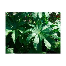 Premier Seeds Direct RIC01F Ricinus Zansibariensis Seeds (Pack of 15)  - £5.59 GBP
