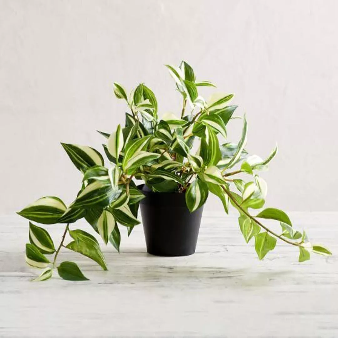 25 CUTTINGS Variegated Jew Yellow And Green Tradescantia Fluminensis Liv... - £17.26 GBP