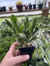 Live Plants CRASSULA OVATA ‘ORGE’S EARS’! - $38.14