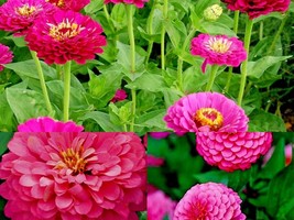 300+PINK ZINNIA Summer Flowering Annual Cut Flowers Luminosa Easy Flower Seeds  - £10.59 GBP