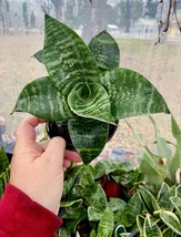 Sansevieria Trifasciata Hahnii Snake Plant Futura Robusta 4&quot; Pot Live Plant Gard - $30.00