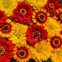 Exotic 200 South Of The Border Zinnia Seed Mix. Organic. USA Seeds. Ships free - $3.31