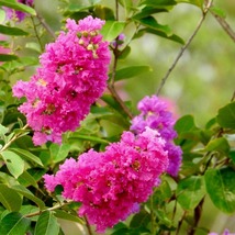Dwarf Pink Crepe Myrtle Live Plant in 2.5-inch Nursery Cube - $41.99