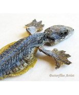 Real Flying Lizard Gecko Taxidermy Museum Quality Framed Collectible Sha... - $108.65 CAD