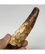 59.4g, 3.7&quot;X1.1&quot;x 0.9&quot;, Rare Natural Fossils Spinosaurus Tooth from Moro... - £125.90 GBP