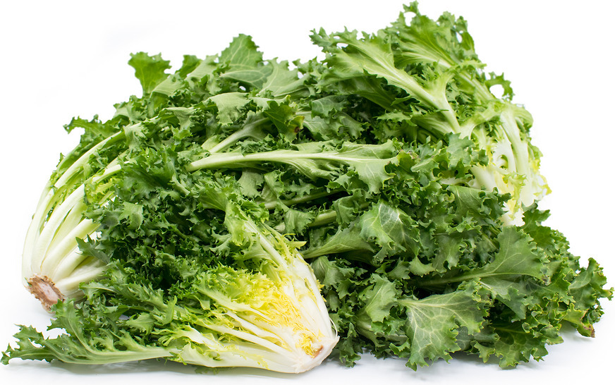 350 Seeds Endive Green Curled Ruffec Salad Greens Fresh Seeds Fast Shipping - $8.74