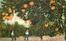 Orange Trees and Snowcapped Mountains Two Men Winter California Postcard... - $4.85