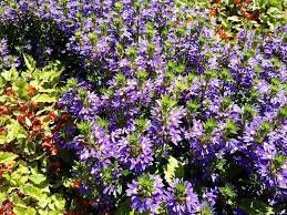 40 Seeds Scaevola Mix Flower Item image 2