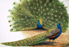 FRAMED CANVAS PRINT art print giclee peacock fanning feathers exotic birds - £31.27 GBP+
