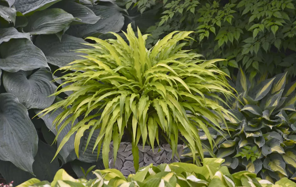 Curly Fries Dwarf Hosta - Starter Plant (5L)Live Plant Easy to Grow USA Seller  - $44.00