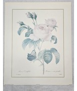 Pierre-Joseph Redoute Print Botanical Flower Rosa Centifolia 1992 - $19.79